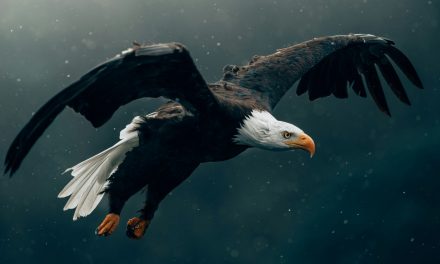Supervision: Profis haben Support…
