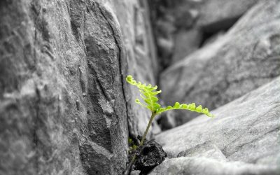 Individuelle Resilienz umfassend trainieren