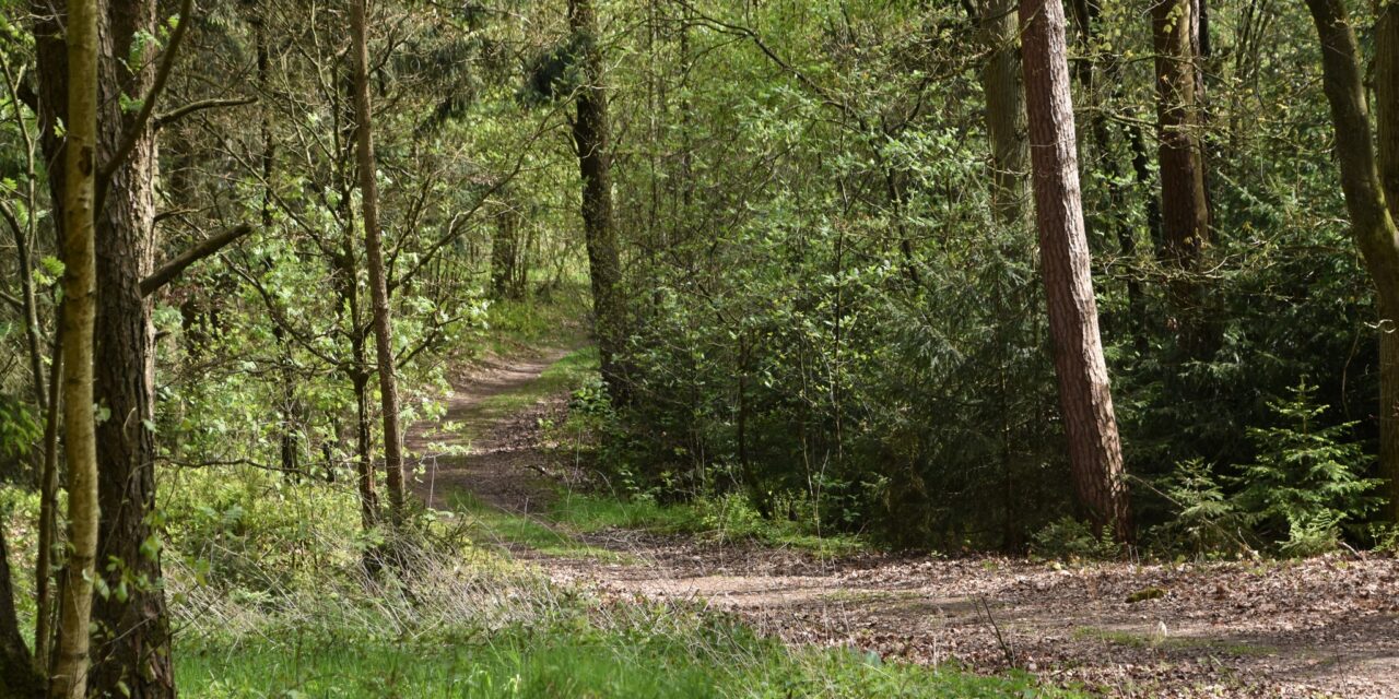 Resilienz und Selbstfürsorge – zwei Seiten derselben Medaille