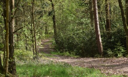 Resilienz und Selbstfürsorge – zwei Seiten derselben Medaille