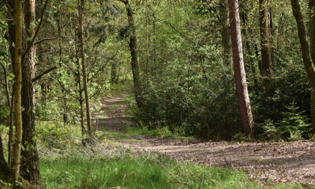 Resilienz und Selbstfürsorge – zwei Seiten derselben Medaille