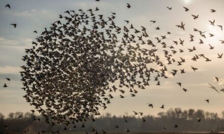 Der Flaschenhals an der Spitze