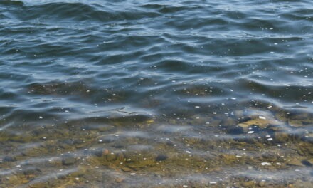 Leise Kraft: Wie du deine Intro­ver­sion so lebst, dass sie zur stärks­ten Ener­gie­quelle in deinem Alltag wird